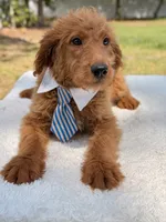 Arthur , a male Miniature Goldendoodle for sale in Frostproof, FL – 3 of 10