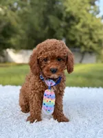 Atlas - Cavapoo, a male Cavapoo for sale in Frostproof, FL – 3 of 10