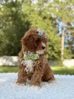 Athena , a female Cavapoo for sale in Frostproof, FL – 2 of 10