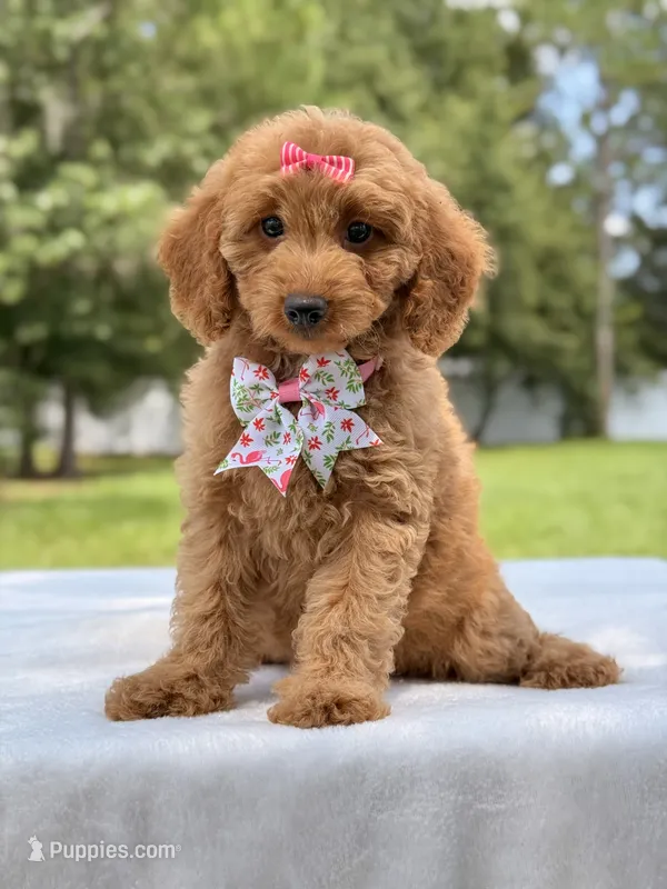Treasure - F1b Mini Goldendoodle Female  – Miniature Goldendoodle puppy for sale in Frostproof, FL