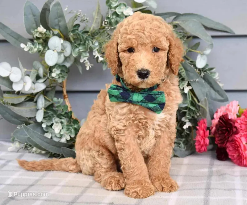 Blue - F1 Standard Goldendoodle male  – Goldendoodle puppy for sale in Frostproof, FL