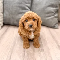 Candy - F1bb Mini Goldendoodle , a female Miniature Goldendoodle for sale in Frostproof, FL – 1 of 5
