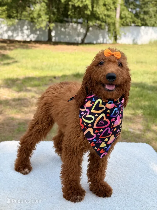 Nala  – Goldendoodle puppy for sale in Frostproof, FL
