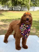 Nala , a female Goldendoodle for sale in Frostproof, FL – 1 of 9