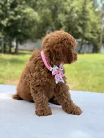 Tinker - F1b Mini Goldendoodle Female , a female Miniature Goldendoodle for sale in Frostproof, FL – 3 of 10