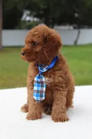 Flash - Micro / Toy , a male Miniature Goldendoodle for sale in Frostproof, FL – 4 of 9