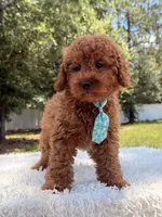 Timón - Mini F1bb, a male Miniature Goldendoodle for sale in Frostproof, FL – 6 of 10