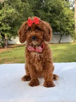 Princes - Toy, a female Miniature Goldendoodle for sale in Frostproof, FL – 3 of 10