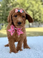 Dream - F1b Standard , a female Goldendoodle for sale in Frostproof, FL – 1 of 9
