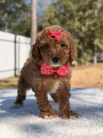 Bonnie - Mini , a female Miniature Goldendoodle for sale in Frostproof, FL – Photo 4 of 10