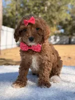 Bonnie - Mini , a female Miniature Goldendoodle for sale in Frostproof, FL – Photo 8 of 10