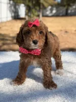 Bonnie - Mini , a female Miniature Goldendoodle for sale in Frostproof, FL – Photo 3 of 10