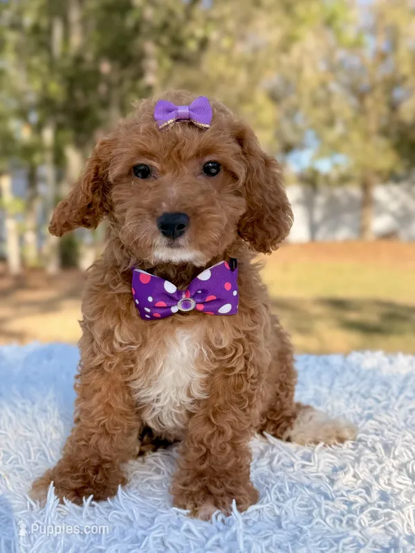 Bonnie - Mini  – Miniature Goldendoodle puppy for sale in Frostproof, FL
