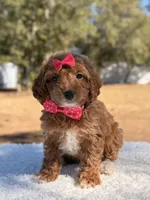 Bonnie - Mini , a female Miniature Goldendoodle for sale in Frostproof, FL – Photo 2 of 10