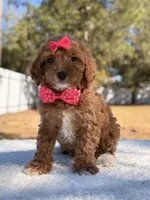 Bonnie - Mini , a female Miniature Goldendoodle for sale in Frostproof, FL – Photo 6 of 10