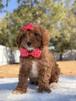 Bonnie - Mini , a female Miniature Goldendoodle for sale in Frostproof, FL – Photo 7 of 10