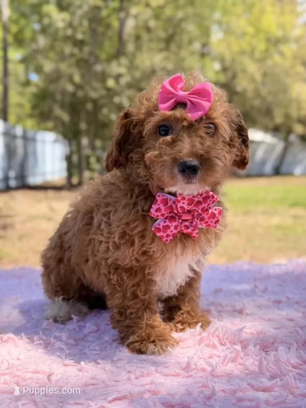 Bonnie - Mini  – Miniature Goldendoodle puppy for sale in Frostproof, FL