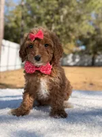 Bonnie - Mini , a female Miniature Goldendoodle for sale in Frostproof, FL – Photo 5 of 10