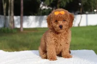 Dakota , a female Miniature Goldendoodle for sale in Frostproof, FL – 9 of 10