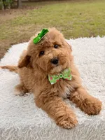 Elsa , a female Miniature Goldendoodle for sale in Frostproof, FL – 6 of 8