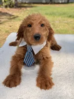 Arthur , a male Miniature Goldendoodle for sale in Frostproof, FL – 5 of 10