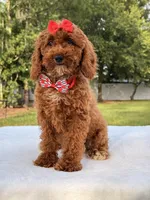 Princes - Toy, a female Miniature Goldendoodle for sale in Frostproof, FL – 5 of 10