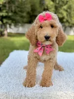 Blossom - Medium , a female Goldendoodle for sale in Frostproof, FL – 8 of 10