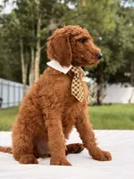Ernest - F1b Standard Male , a male Goldendoodle for sale in Frostproof, FL – 7 of 9