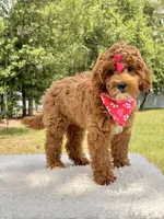 Harmony , a female Miniature Goldendoodle for sale in Frostproof, FL – 7 of 10