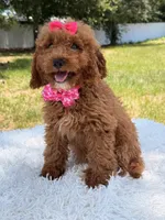 Rapunzel , a female Miniature Goldendoodle for sale in Frostproof, FL – 6 of 10
