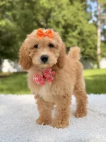 Millie , a female Miniature Goldendoodle for sale in Frostproof, FL – 3 of 10