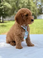 Trevor - F1b Mini Goldendoodle Male, a male Miniature Goldendoodle for sale in Frostproof, FL – 8 of 10