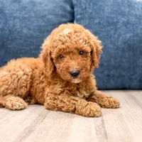 Cosmo - F1bb Mini Goldendoodle , a male Miniature Goldendoodle for sale in Frostproof, FL – 3 of 6