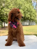 Valentina , a female Goldendoodle for sale in Frostproof, FL – 8 of 10