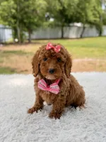 Prada - Toy , a female Miniature Goldendoodle for sale in Frostproof, FL – 5 of 8
