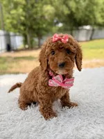 Prada - Toy , a female Miniature Goldendoodle for sale in Frostproof, FL – 7 of 8