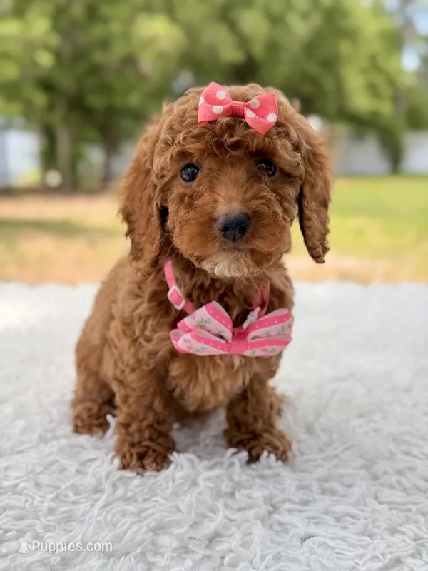 Prada - Toy  – Miniature Goldendoodle puppy for sale in Frostproof, FL