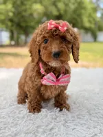 Prada - Toy , a female Miniature Goldendoodle for sale in Frostproof, FL – 1 of 8