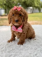 Prada - Toy , a female Miniature Goldendoodle for sale in Frostproof, FL – 4 of 8