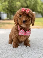 Prada - Toy , a female Miniature Goldendoodle for sale in Frostproof, FL – 2 of 8