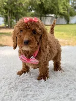 Prada - Toy , a female Miniature Goldendoodle for sale in Frostproof, FL – 8 of 8