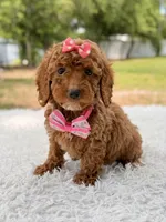 Prada - Toy , a female Miniature Goldendoodle for sale in Frostproof, FL – 6 of 8
