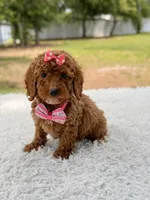 Prada - Toy , a female Miniature Goldendoodle for sale in Frostproof, FL – 3 of 8