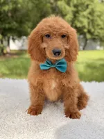 Michael , a male Miniature Goldendoodle for sale in Frostproof, FL – 7 of 8