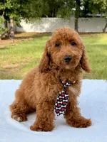 Pluto - Mini , a male Miniature Goldendoodle for sale in Frostproof, FL – 9 of 10