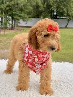 Cassie , a female Miniature Goldendoodle for sale in Frostproof, FL – 5 of 10