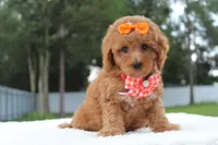 Faith - Toy Goldendoodle , a female Miniature Goldendoodle for sale in Frostproof, FL – 2 of 8