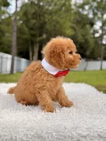 Dylan - F1b Mini Male , a male Miniature Goldendoodle for sale in Frostproof, FL – 8 of 9