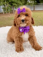 Moana F1bb Mini, a female Miniature Goldendoodle for sale in Frostproof, FL – 3 of 8