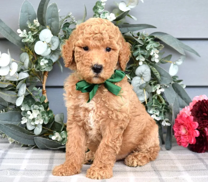 Bob - F1bb Standard Goldendoodle  – Goldendoodle puppy for sale in Frostproof, FL